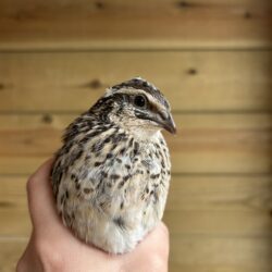 Japanese Quail