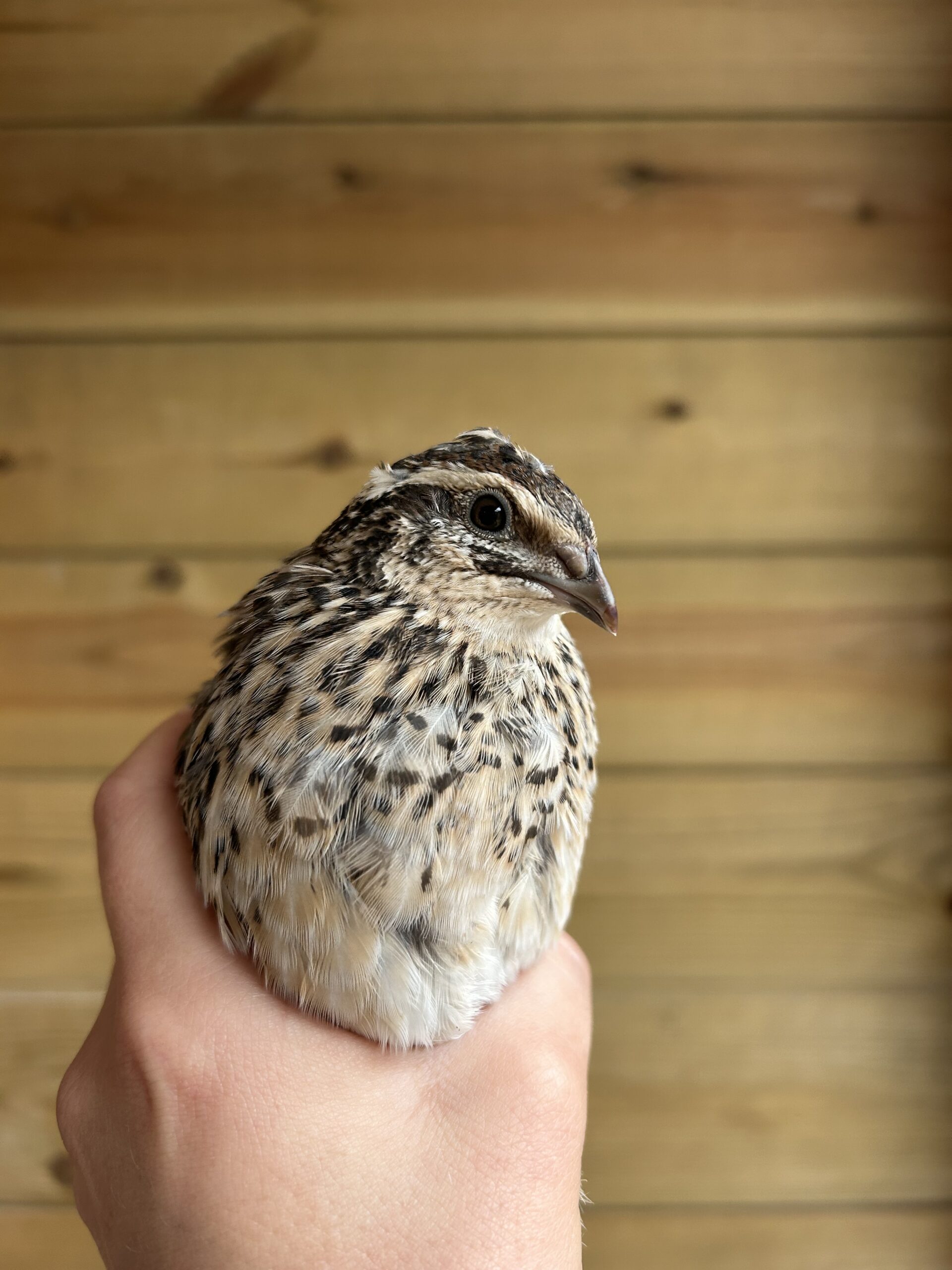 Japanese Quail